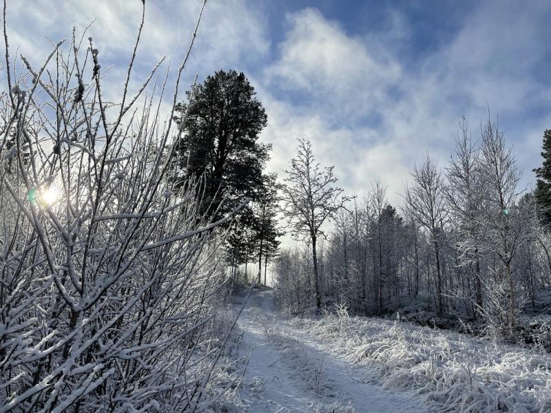 Verschneiter Wald