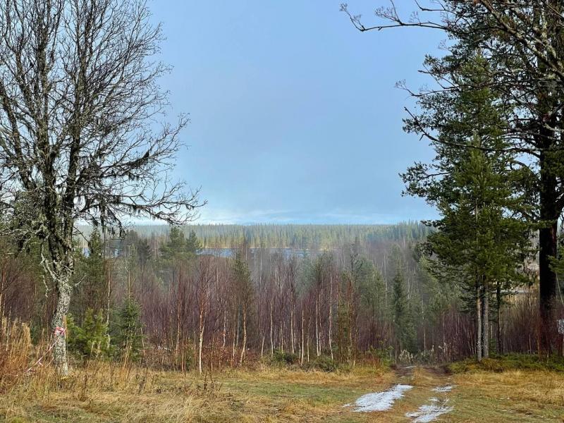 Wald und See am Horizont